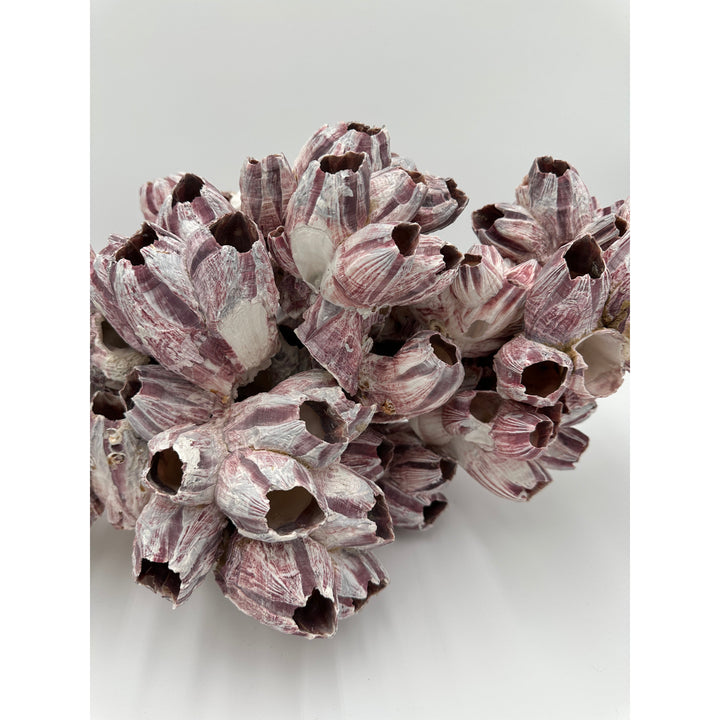 Purple Barnacle Coral