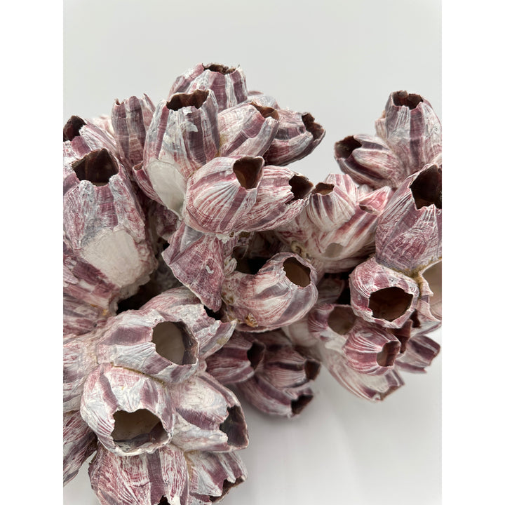 Purple Barnacle Coral