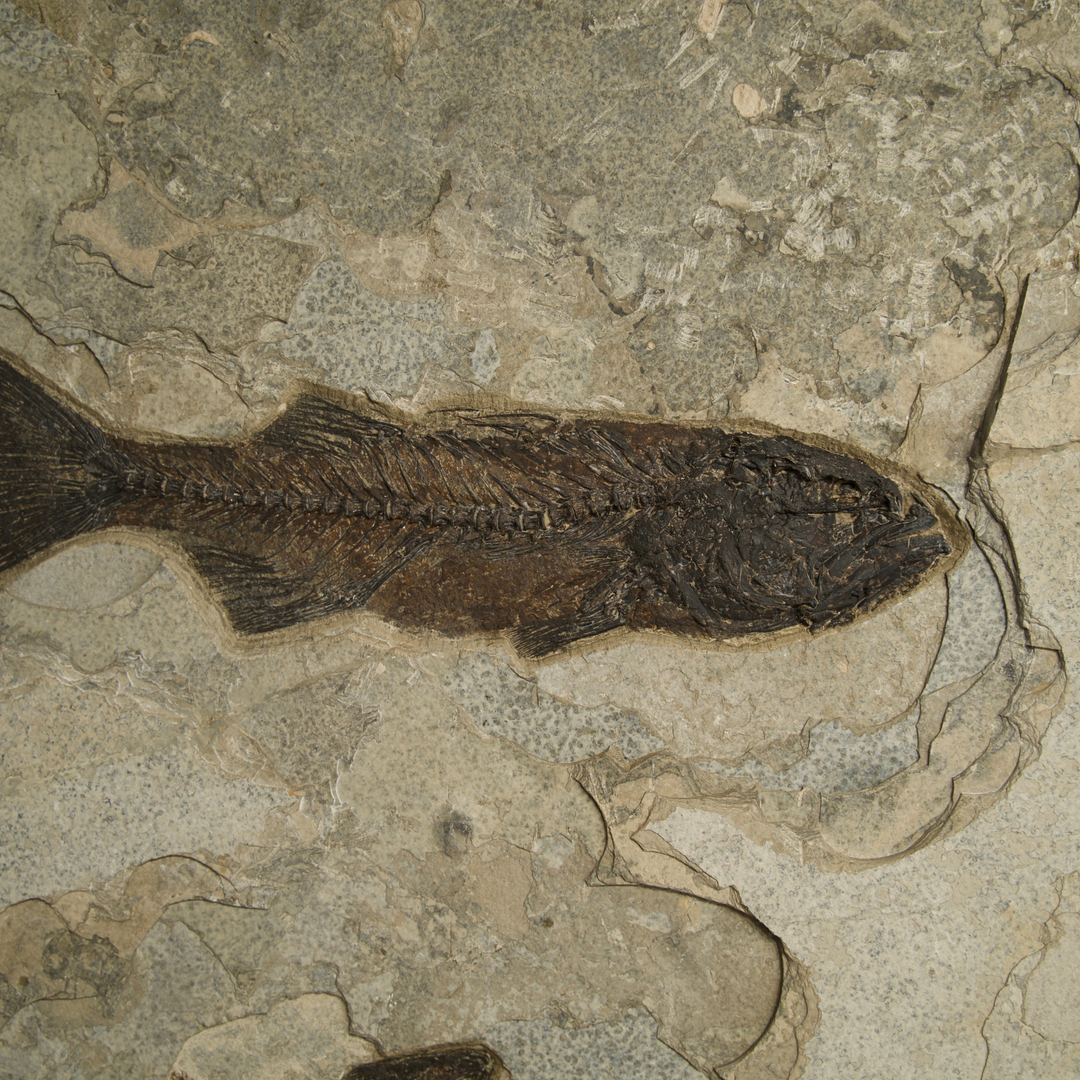 Exquisite Eocene Fish Fossil Mural