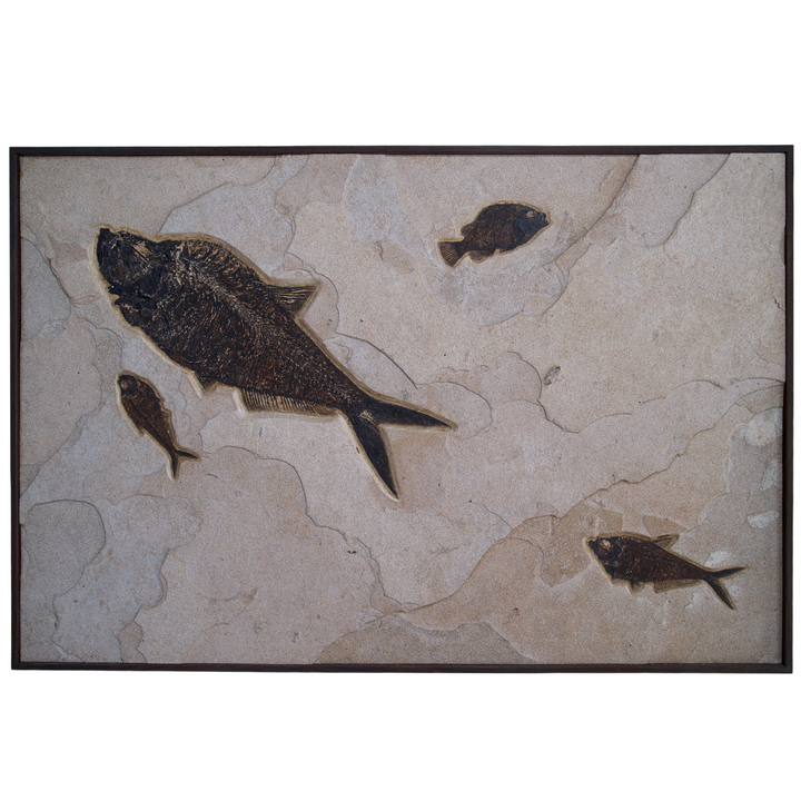 Framed Fossil Mural