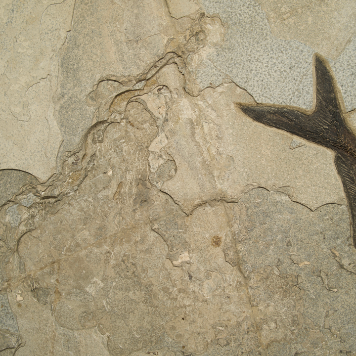 Exquisite Eocene Fish Fossil Mural