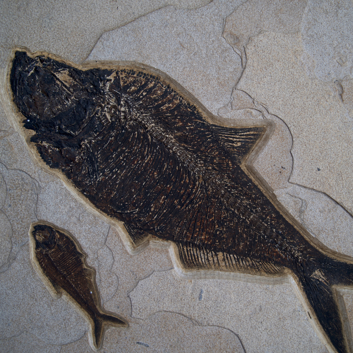 Framed Fossil Mural