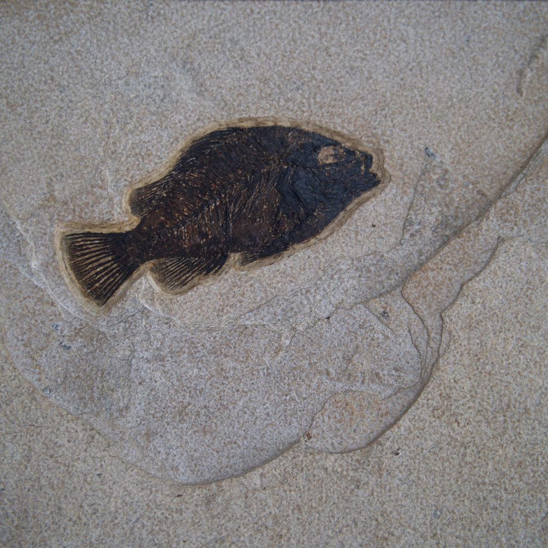 Framed Fossil Mural