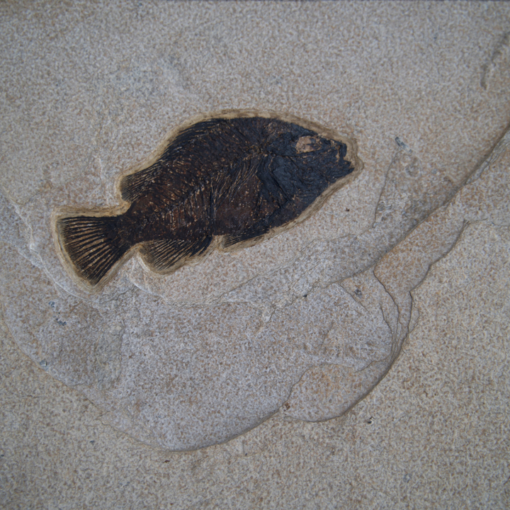 Framed Fossil Mural