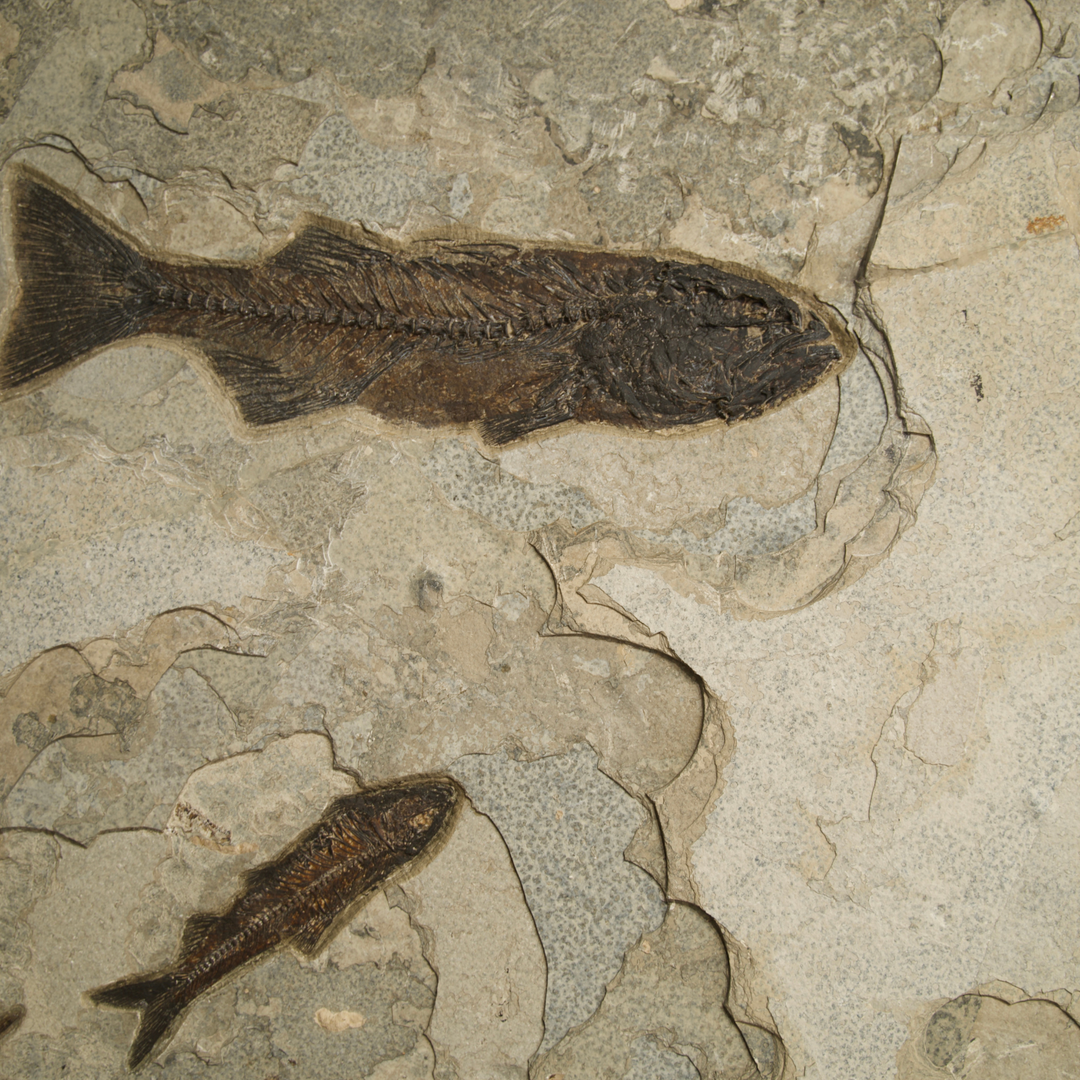 Exquisite Eocene Fish Fossil Mural