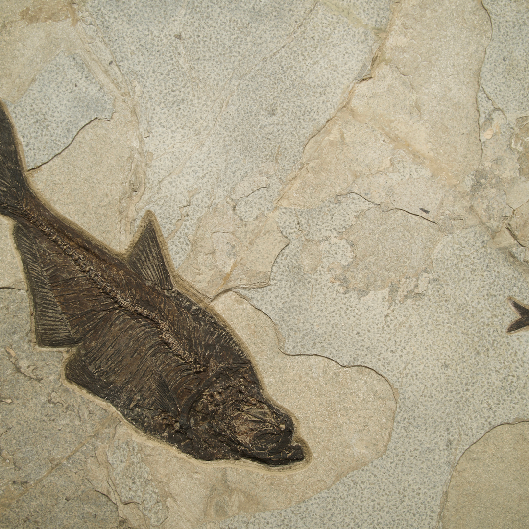 Exquisite Eocene Fish Fossil Mural