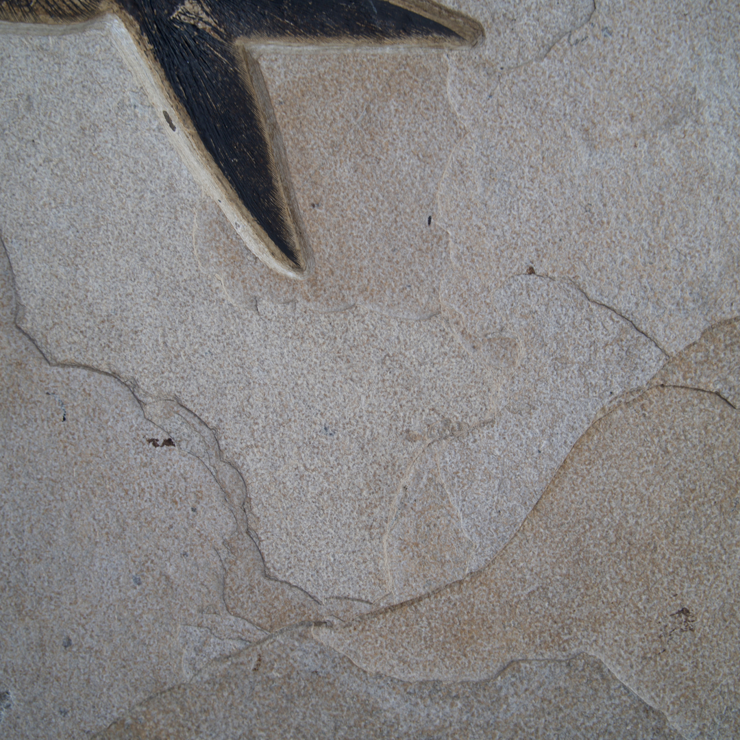 Framed Fossil Mural