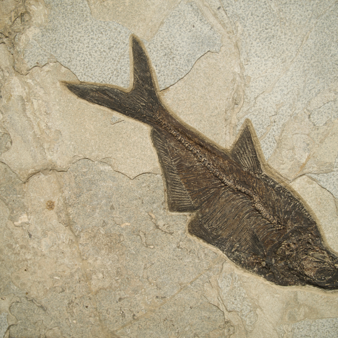 Exquisite Eocene Fish Fossil Mural