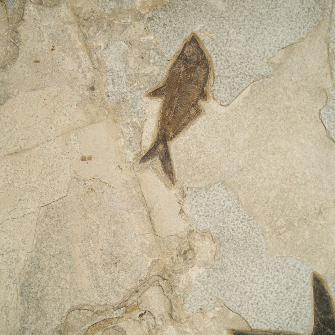 Exquisite Eocene Fish Fossil Mural