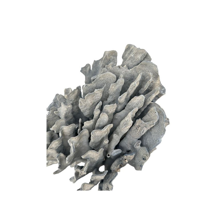 Blue Ridge Coral