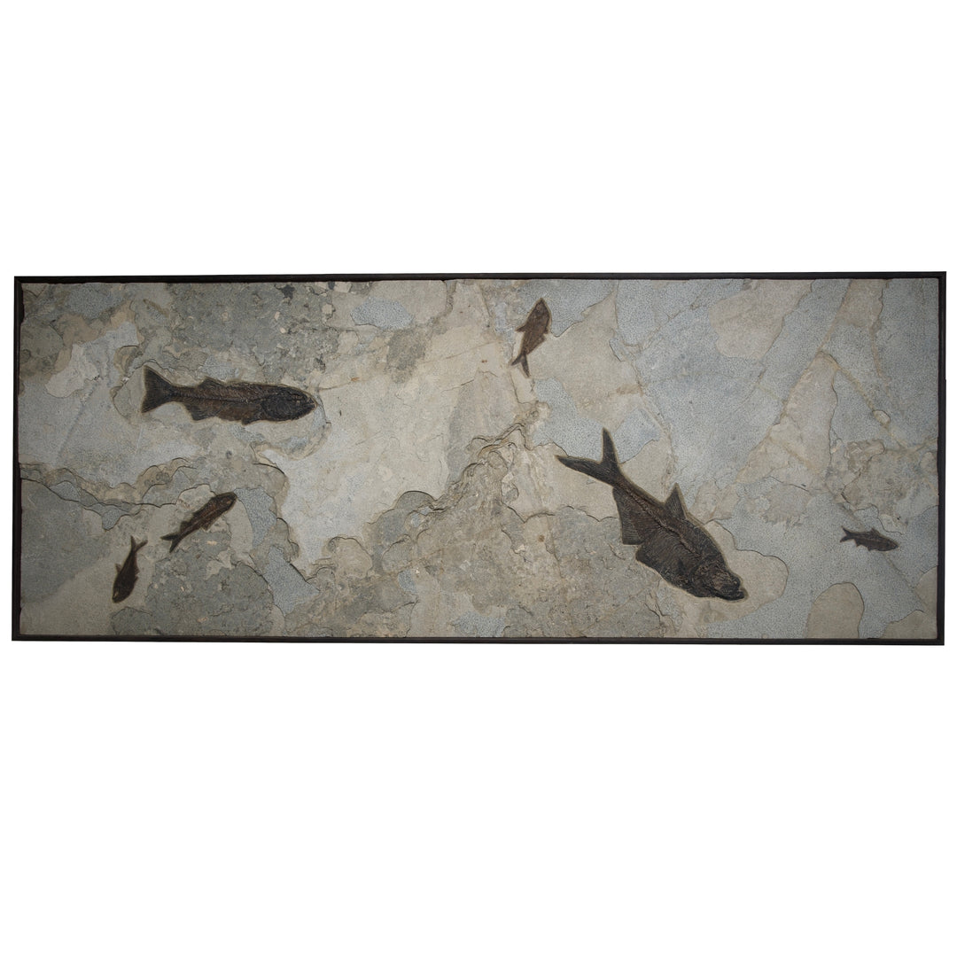 Exquisite Eocene Fish Fossil Mural